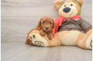 Playful Cavapoodle Poodle Mix Puppy