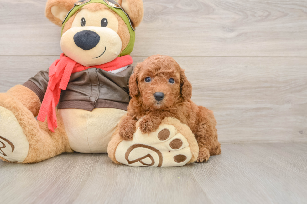 Best Cavapoo Baby