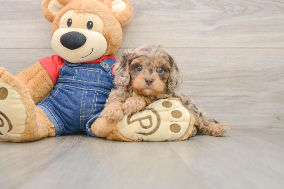 Small Cavapoo Baby