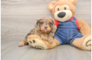 Cavapoo Puppy for Adoption
