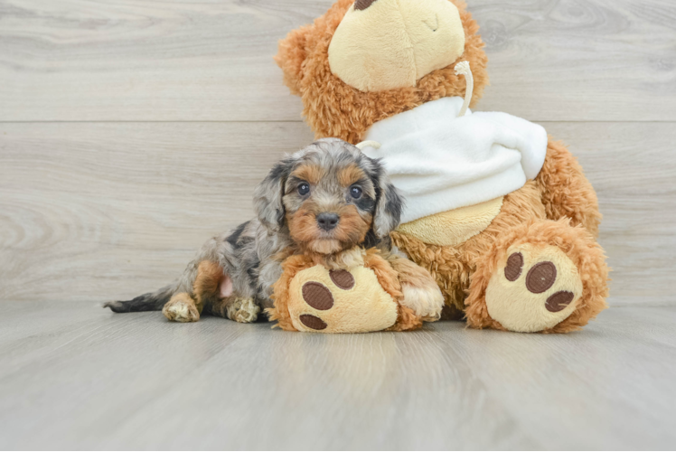 Cavapoo Puppy for Adoption