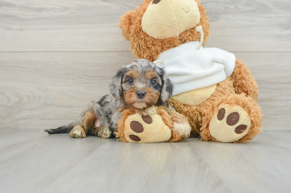 8 week old Cavapoo Puppy For Sale - Windy City Pups