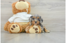 Cavapoo Pup Being Cute