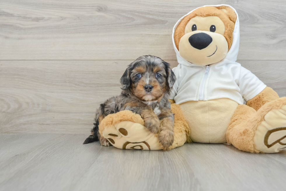 Friendly Cavapoo Baby