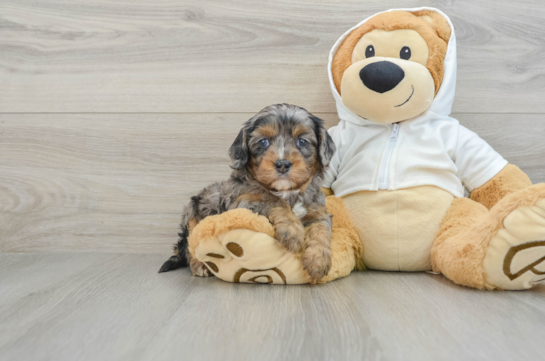 Friendly Cavapoo Baby