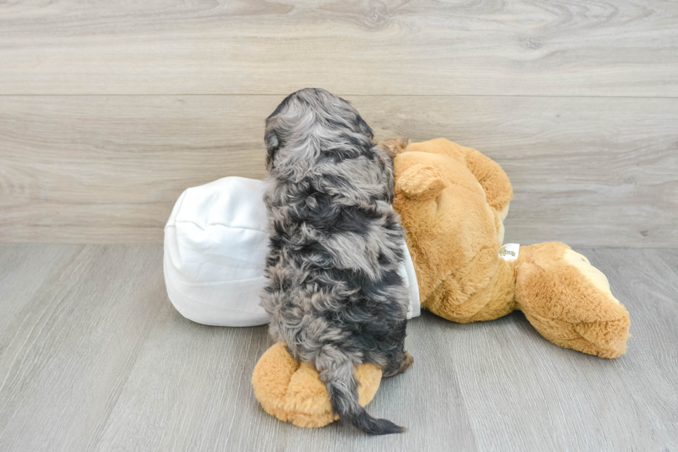 Adorable Cavalier King Charles Spaniel and Poodle Mix Poodle Mix Puppy