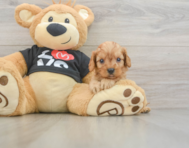 8 week old Cavapoo Puppy For Sale - Windy City Pups