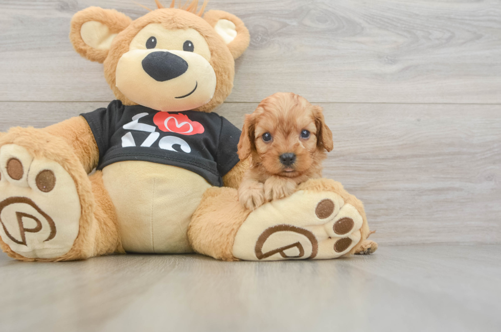6 week old Cavapoo Puppy For Sale - Windy City Pups