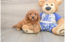 Cavapoo Puppy for Adoption