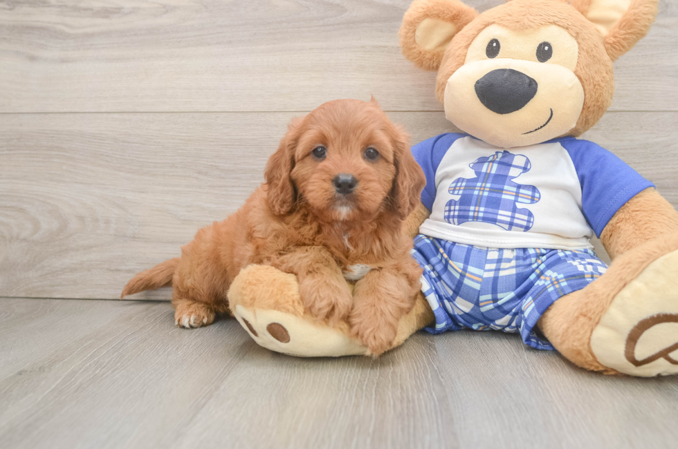 5 week old Cavapoo Puppy For Sale - Windy City Pups