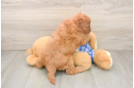 Best Cavapoo Baby