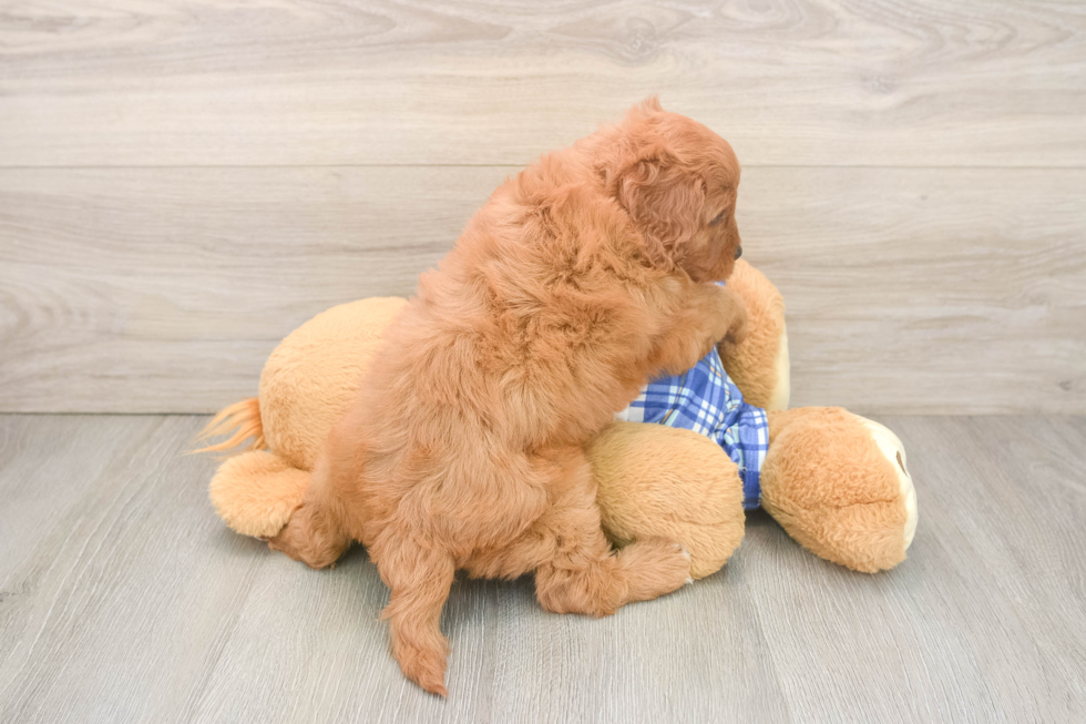 Best Cavapoo Baby