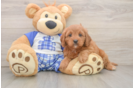Friendly Cavapoo Baby