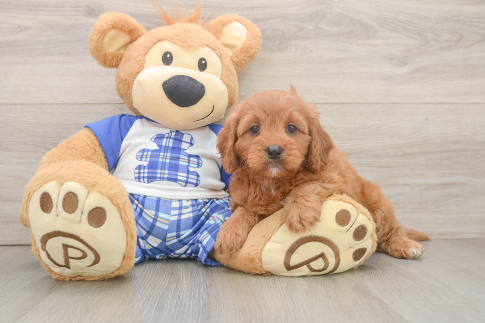 Friendly Cavapoo Baby