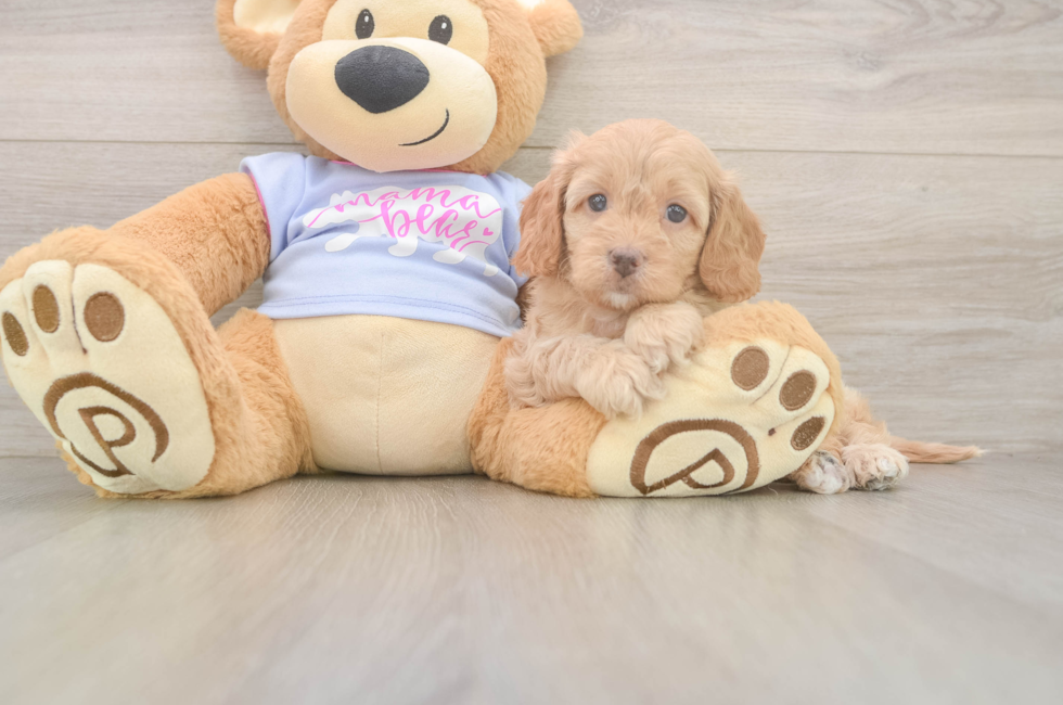 7 week old Cavapoo Puppy For Sale - Windy City Pups