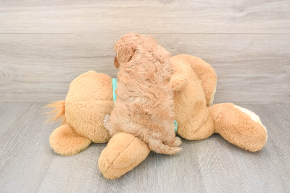 Meet Kenzie - our Cavapoo Puppy Photo  3/3 - Windy City Pups Happy Cavapoo Baby