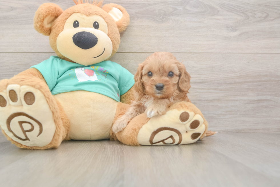 Meet Kenzie - our Cavapoo Puppy Photo  2/3 - Windy City Pups Cute Cavapoo Baby