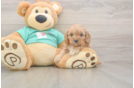Meet Kenzie - our Cavapoo Puppy Photo  2/3 - Windy City Pups Cute Cavapoo Baby