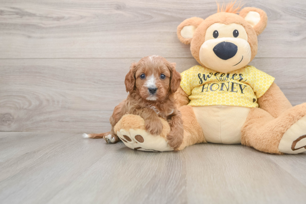 Cavapoo Pup Being Cute