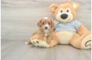 Best Cavapoo Baby