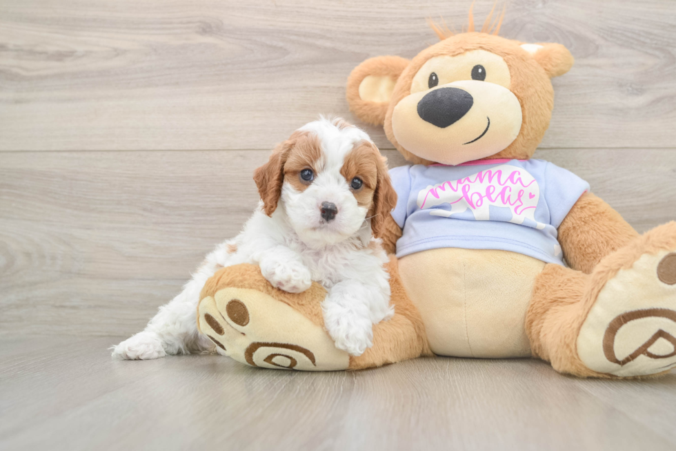 Hypoallergenic Cavadoodle Poodle Mix Puppy