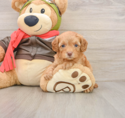 7 week old Cavapoo Puppy For Sale - Windy City Pups