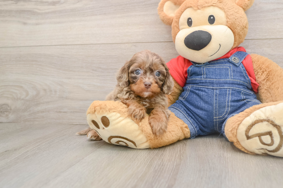 Best Cavapoo Baby