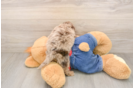 Happy Cavapoo Baby