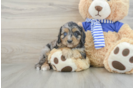 Cavapoo Puppy for Adoption