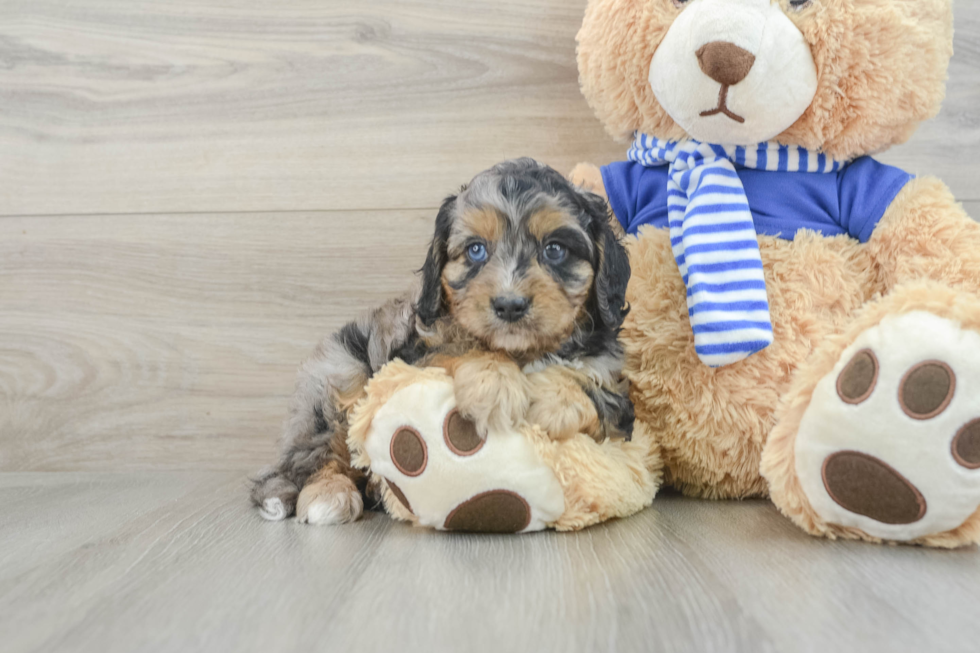 Cavapoo Puppy for Adoption