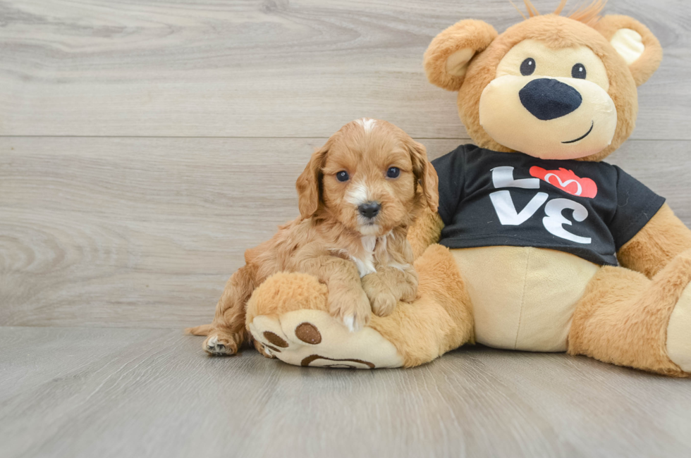 5 week old Cavapoo Puppy For Sale - Windy City Pups