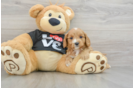 Cavapoo Puppy for Adoption