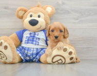 7 week old Cavapoo Puppy For Sale - Windy City Pups