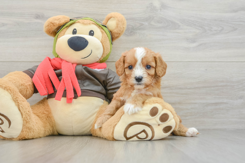 6 week old Cavapoo Puppy For Sale - Windy City Pups