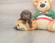 7 week old Cavapoo Puppy For Sale - Windy City Pups