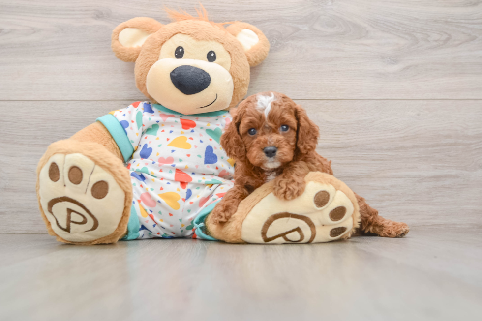 Little Cavipoo Poodle Mix Puppy