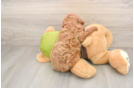 Best Cavapoo Baby