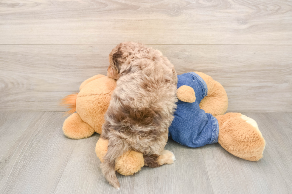 Adorable Cavalier King Charles Spaniel and Poodle Mix Poodle Mix Puppy