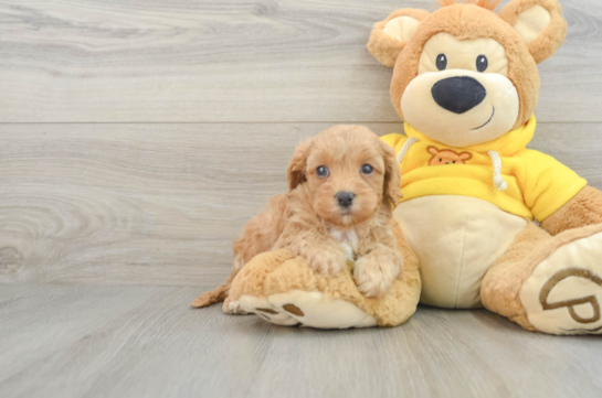 Cavapoo Pup Being Cute