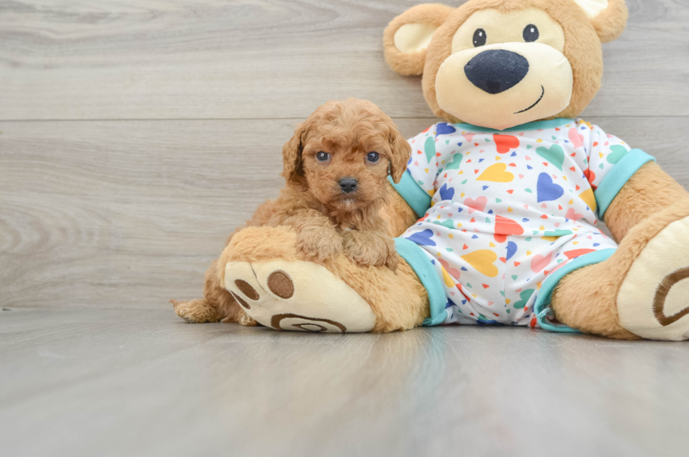 6 week old Cavapoo Puppy For Sale - Windy City Pups