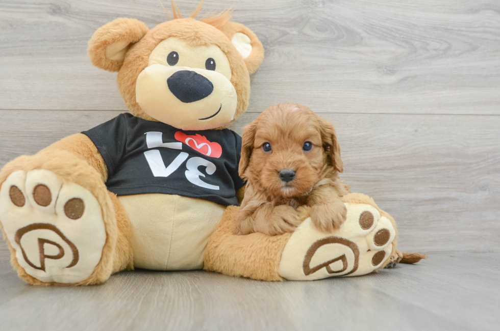 5 week old Cavapoo Puppy For Sale - Windy City Pups