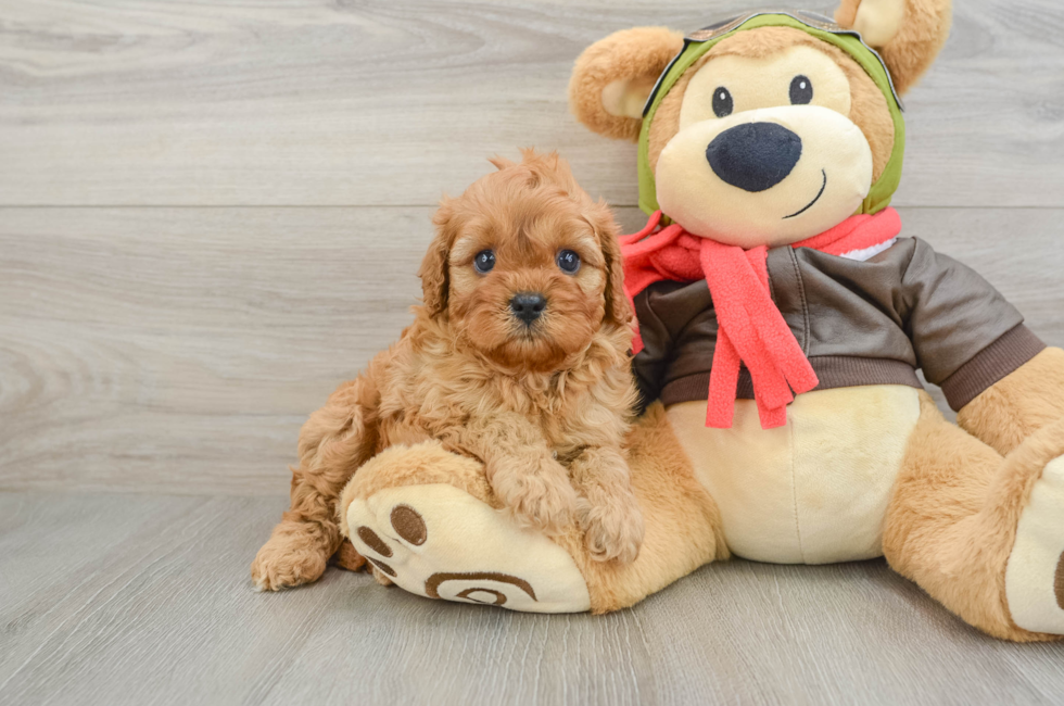 6 week old Cavapoo Puppy For Sale - Windy City Pups