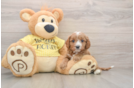 Cavapoo Puppy for Adoption