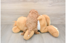 Energetic Cavoodle Poodle Mix Puppy