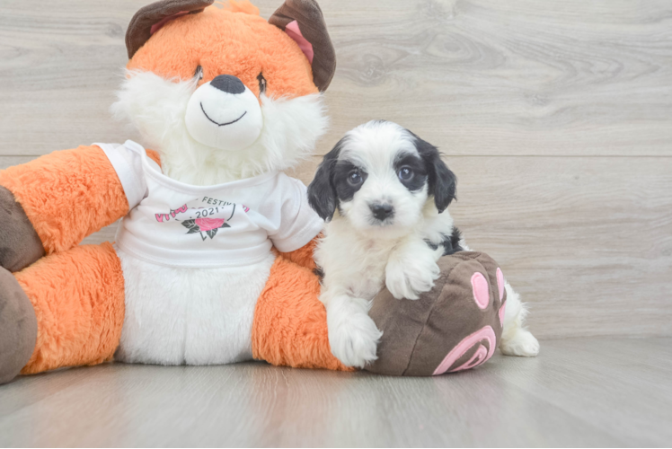 Energetic Cavoodle Poodle Mix Puppy