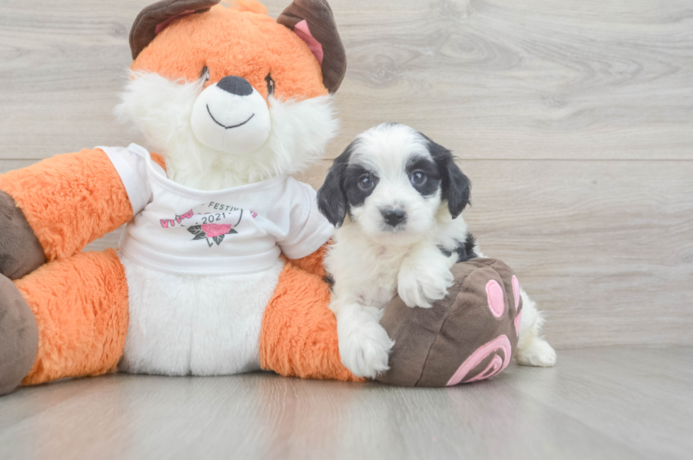 5 week old Cavapoo Puppy For Sale - Windy City Pups