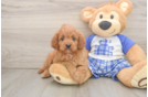 Cavapoo Puppy for Adoption