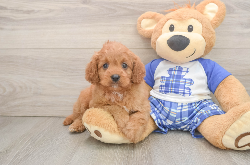 5 week old Cavapoo Puppy For Sale - Windy City Pups