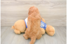 Funny Cavapoo Poodle Mix Pup