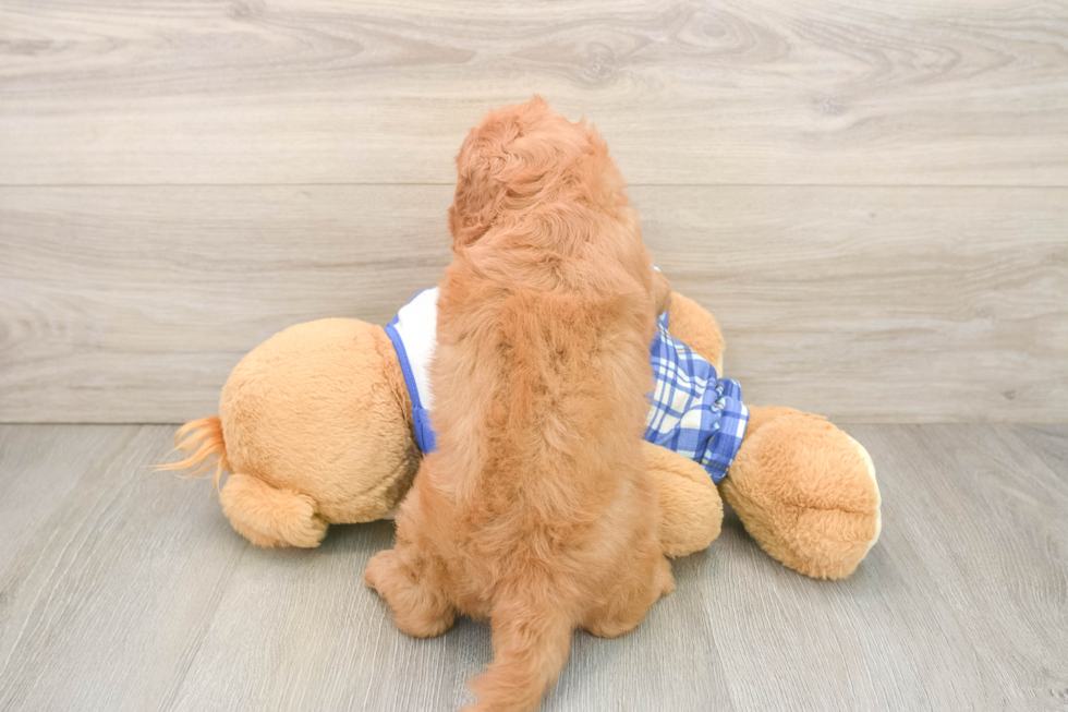 Funny Cavapoo Poodle Mix Pup